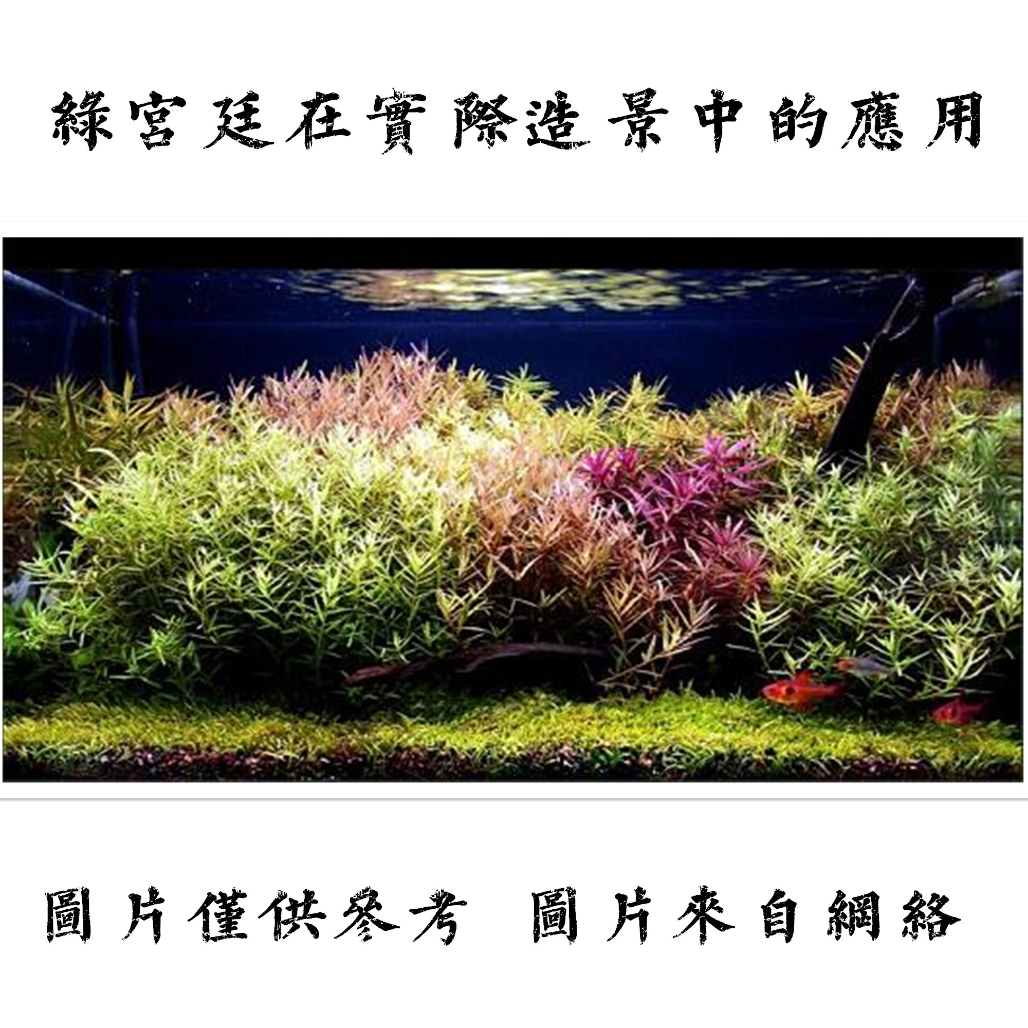鱼缸草缸造景后景水草水下叶红宫廷绿宫廷粉 鱼缸草缸造景后景水草水下叶红宫廷绿宫廷粉