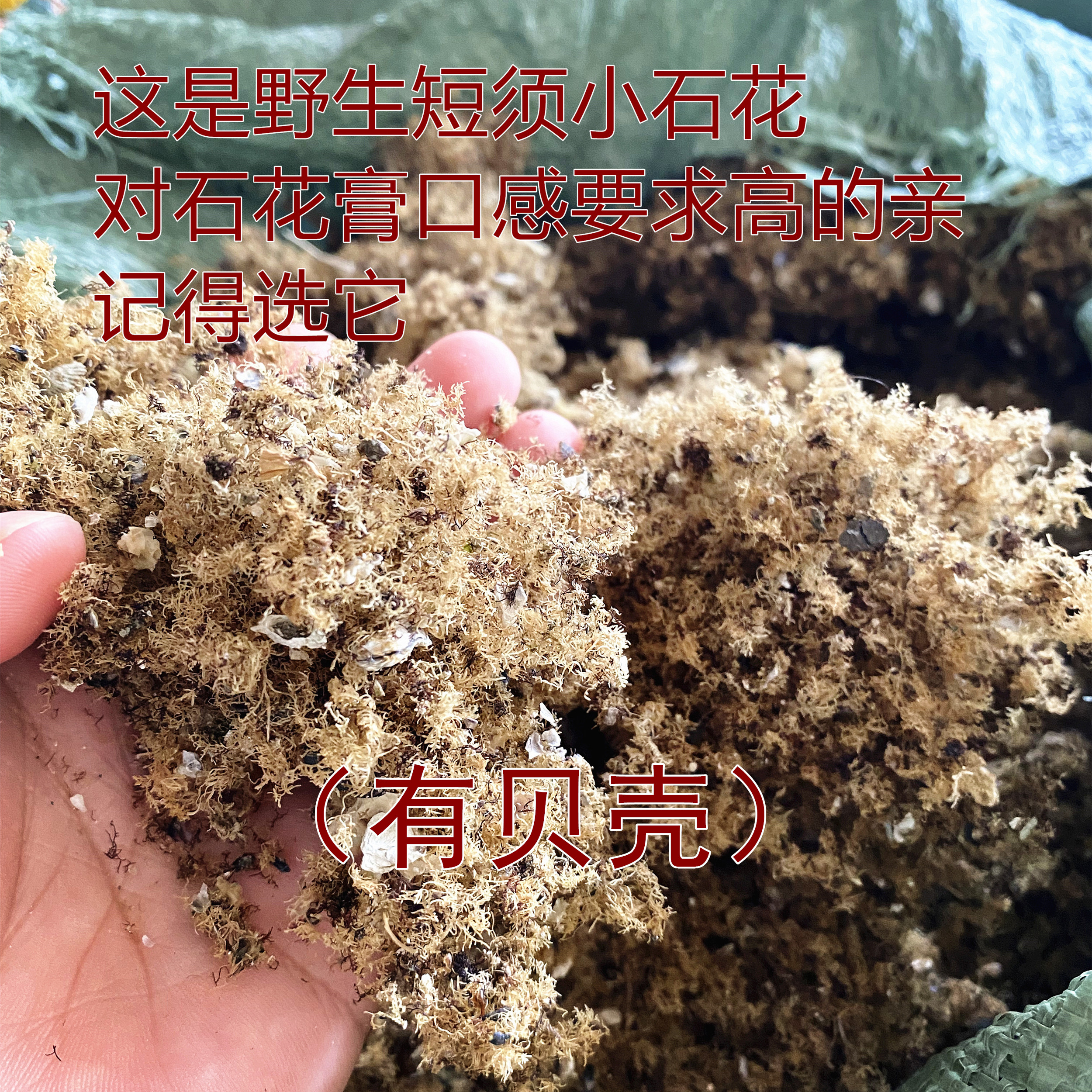 六鳌北北 小石花草海石花石花膏洋菜膏石花冻四果汤原料50g - 图0