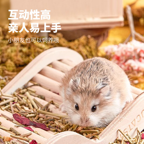 向小希小仓鼠活体宠物无需打疫苗老婆婆布丁金狐奶茶老公公送笼子 - 图1