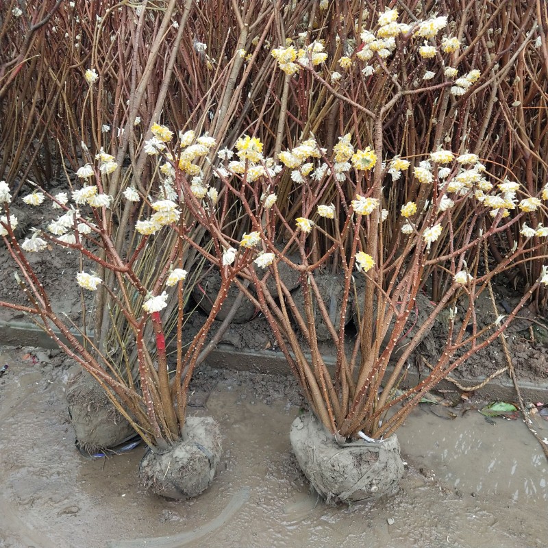 金腰袋打结花梦冬花喜花树苗庭院绿化植物阳台盆栽浓香型-图2