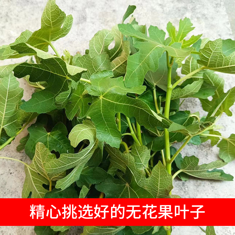 无花果叶干 无花果叶茶 无花果叶子药用新鲜干叶中药材煮水熏洗 - 图3