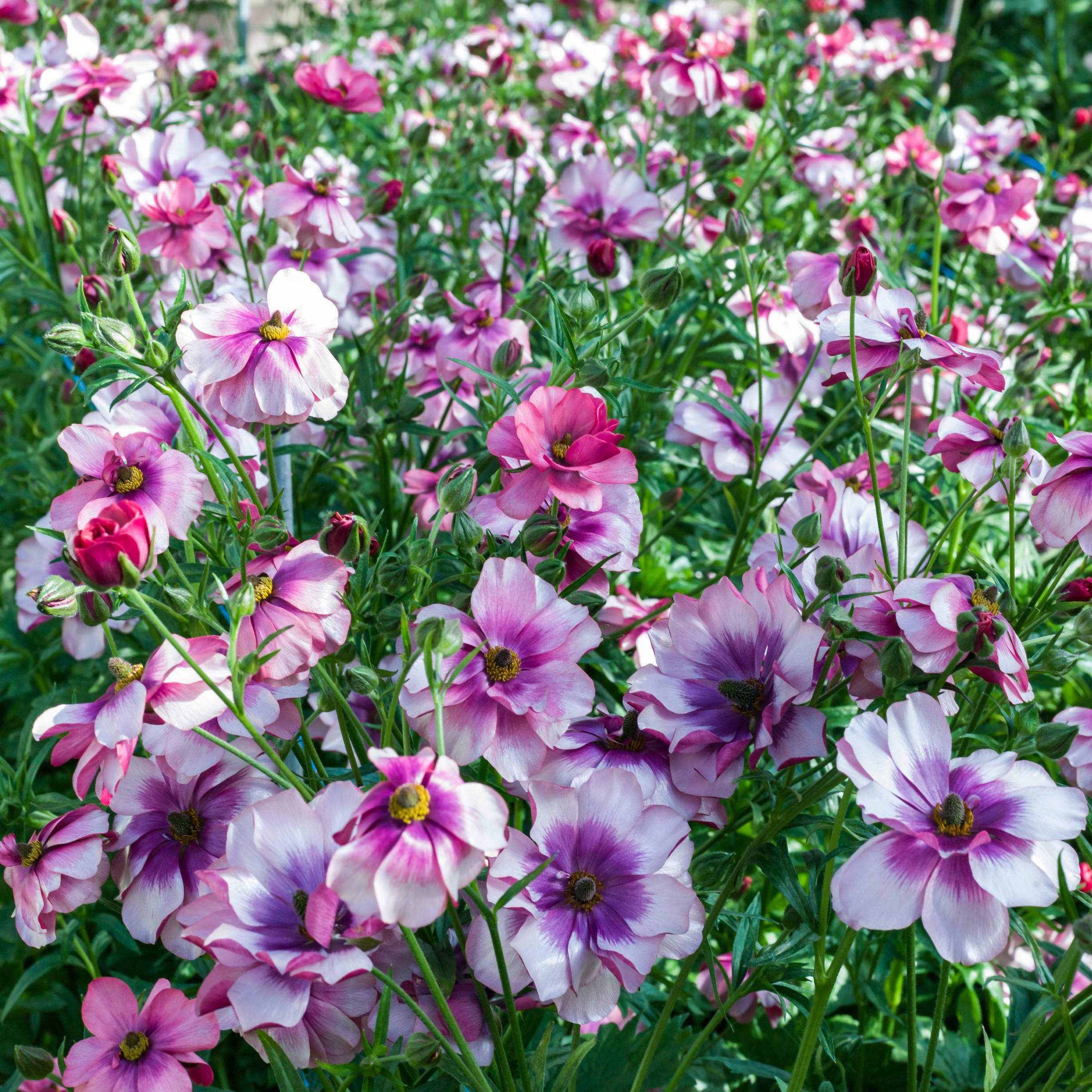 小园丁的夏日时光 蝴蝶花毛茛 耐寒好养爆花球根花卉盆栽苗现货,淘宝优惠券,粉丝福利购,淘宝优惠卷