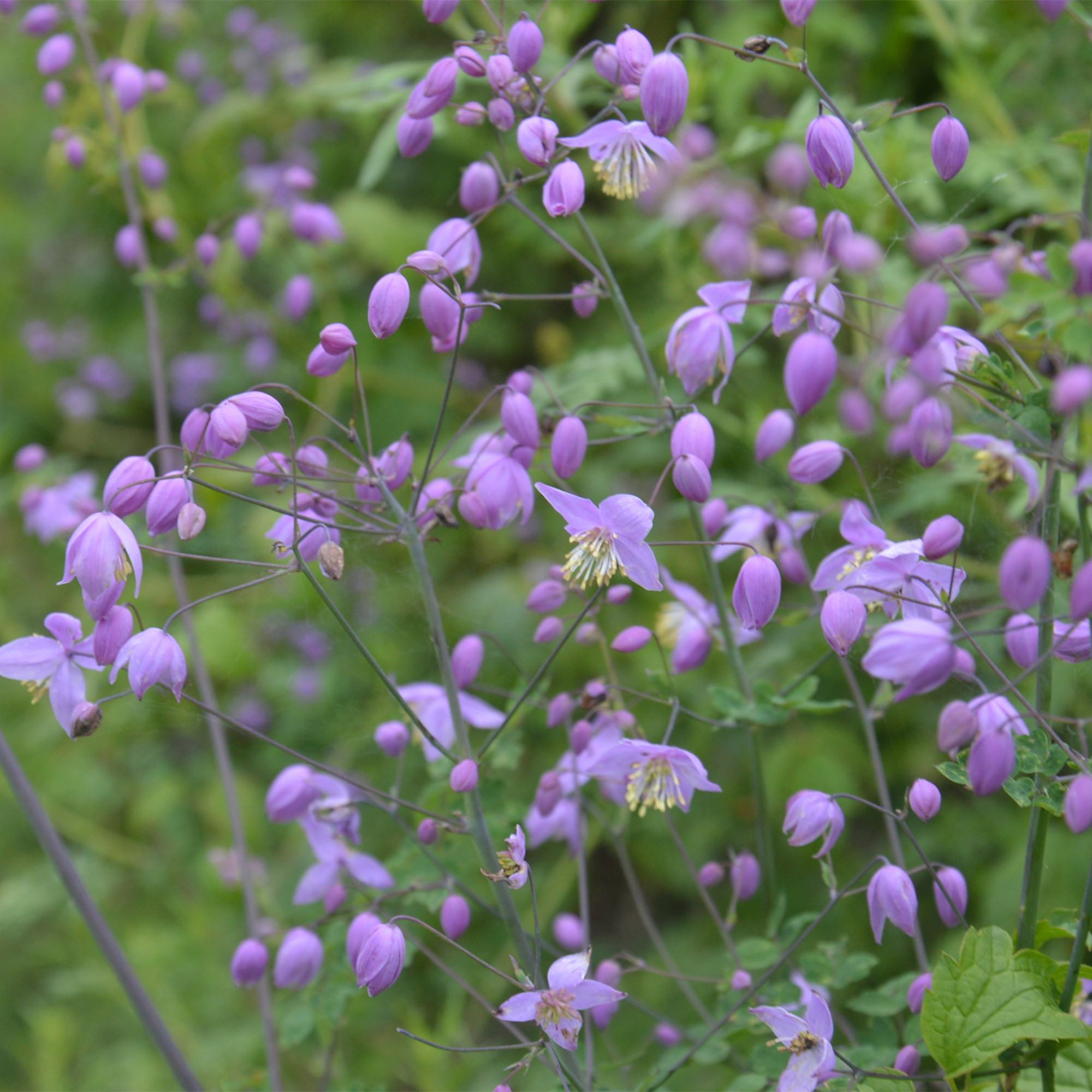 小园丁的夏日时光 偏翅唐松草 淡紫皮实好养庭院花园切花宿根植物 - 图2