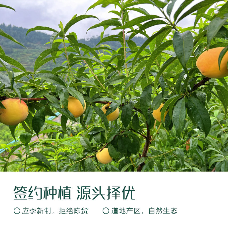 冻干黄桃干鲜果原切冻干黄桃脆酸甜酥脆果蔬脆办公休闲小零食袋装,淘宝优惠券,粉丝福利购,淘宝优惠卷