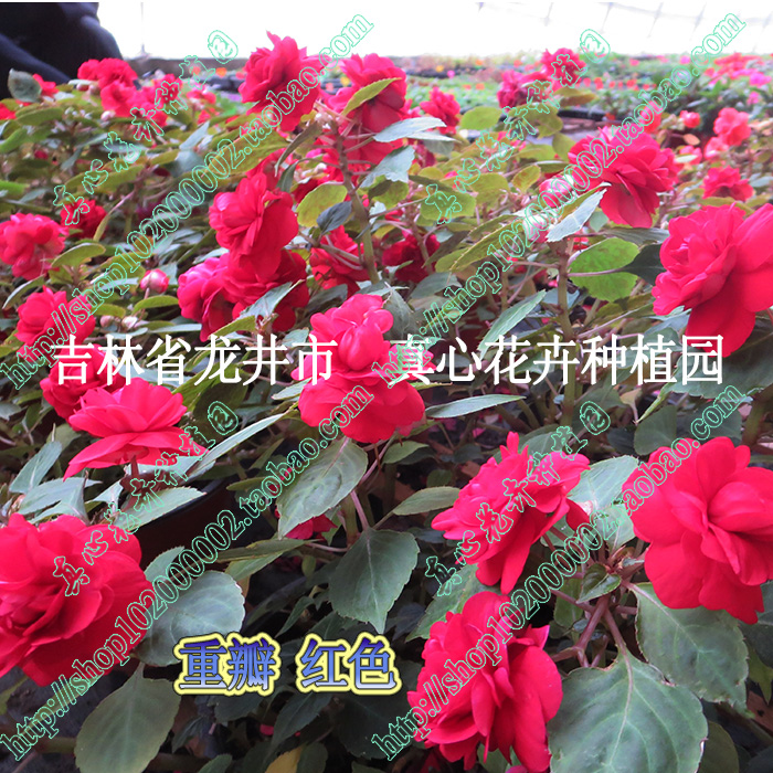 真心花卉盆栽花卉四季开花【非洲重瓣凤仙水梅苗合集】双色丝绸苗-图0