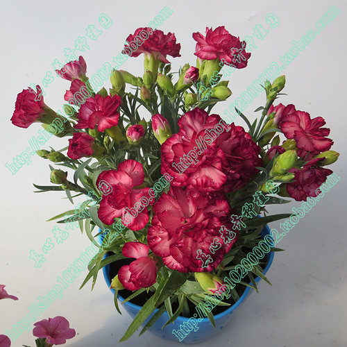 真心花卉/多年生盆栽矮生品种【康乃馨苗合集】橙黄双色/营养钵苗 - 图2