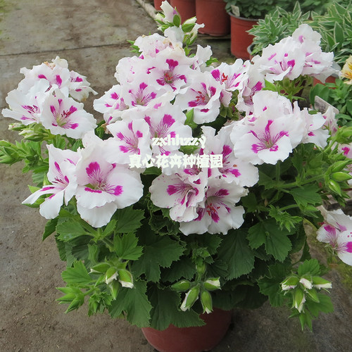 真心花卉多年生庭院阳台洋蝴蝶蝴蝶梅【大花天竺葵合集】营养钵苗 - 图2