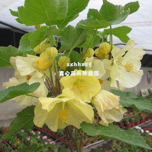真心花卉进口泛美多年生花期长阳台庭院客厅盆栽【苘麻风铃】苗 - 图2
