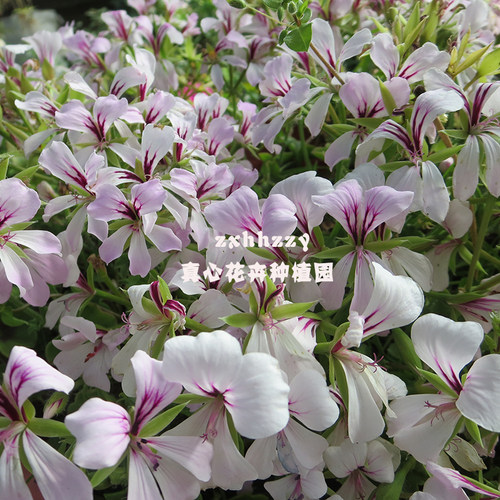 真心花卉/垂吊天竺葵苗 龙卷风系列 多色可选 洋红色/营养钵苗 - 图2