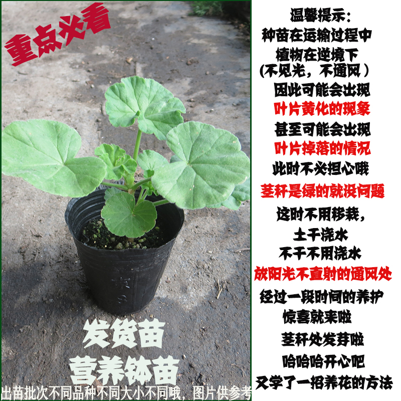 真心花卉/盆栽直立/全重瓣玫瑰蕾/粉碗/天竺葵花苗/合集/营养钵苗 - 图1