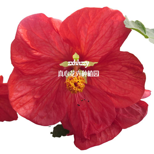 真心花卉进口泛美多年生花期长阳台庭院客厅盆栽【苘麻风铃】苗 - 图3