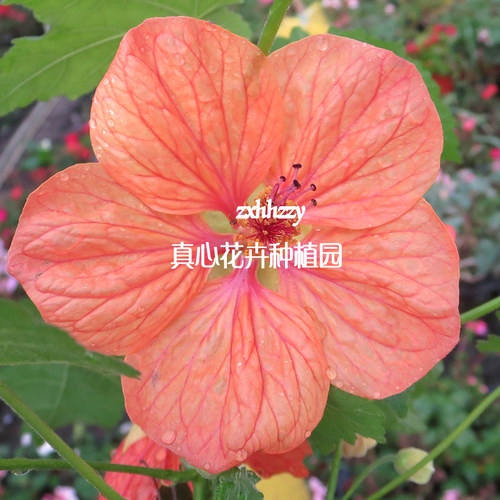 真心花卉进口泛美多年生花期长阳台庭院客厅盆栽【苘麻风铃】苗 - 图1
