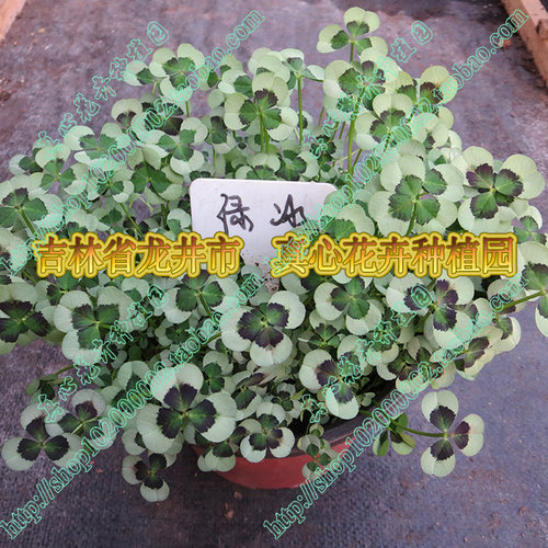 真心花卉 幸运草三叶草盆栽酢浆草多年生喜阳光观叶植物营养钵苗 - 图1