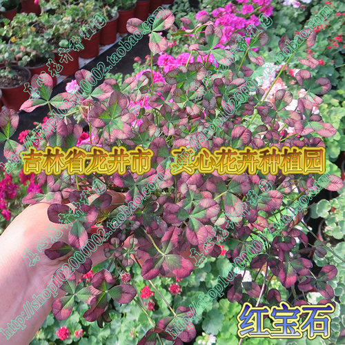 真心花卉 幸运草三叶草盆栽酢浆草多年生喜阳光观叶植物营养钵苗 - 图3