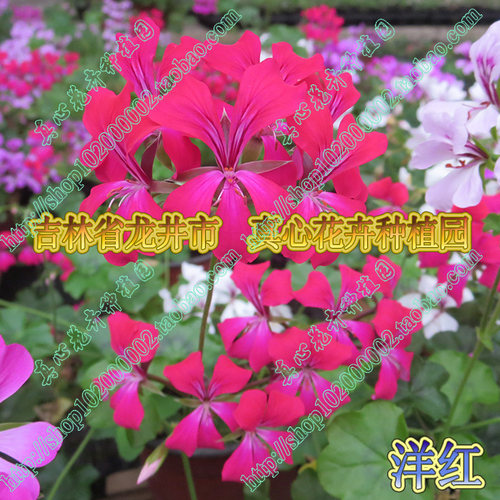 真心花卉/垂吊天竺葵苗 龙卷风系列 多色可选 洋红色/营养钵苗 - 图0