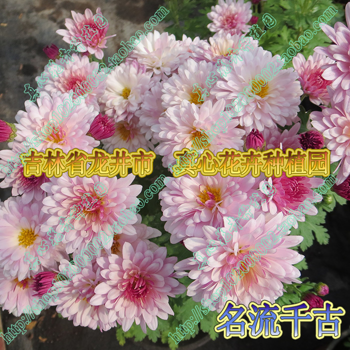 真心花卉进口菊花 多年生 北京夏菊风车菊 季节颜色变化 营养钵苗 - 图2