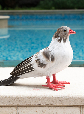 【仿真鸽子】白鸽婚庆道具和平鸽摆件模型真羽毛可悬挂仿真鸟标本