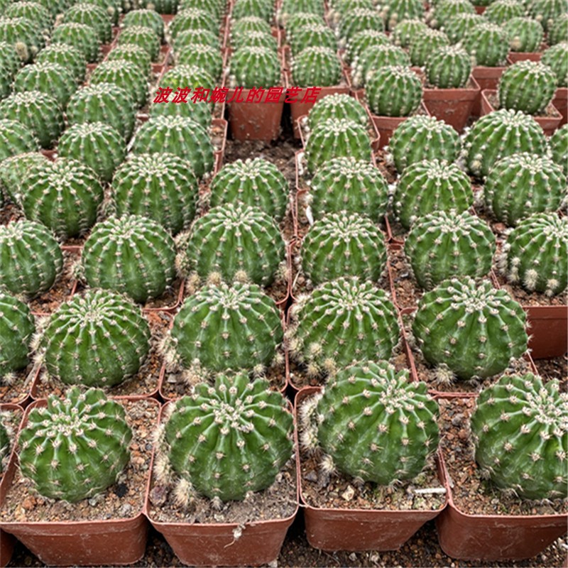 浓桃筋仙人球室内阳台窗台防辐射吸甲醛易养护开大花群花绿植盆栽-图2