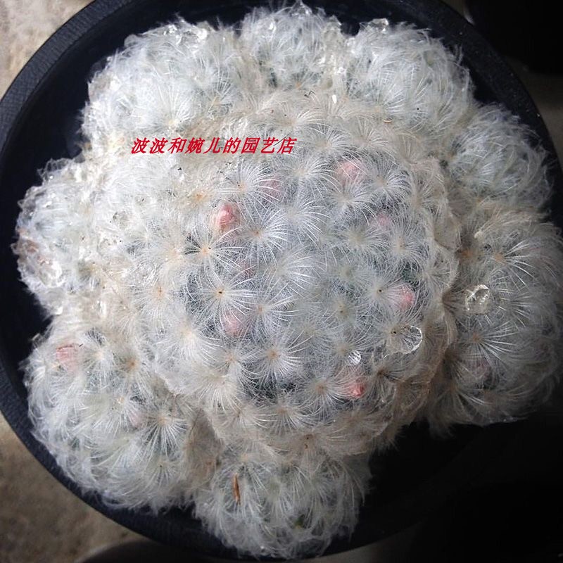 白星实生无刺仙人球美观趣味白绒绒不扎手开粉花白花防辐射仙人掌 - 图0