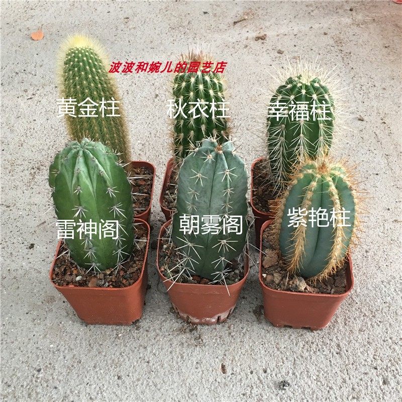 仙人掌仙人柱盆栽植物老乐柱秋衣柱裸衣柱雷神阁黄金柱金妞柱组合_虎窝淘