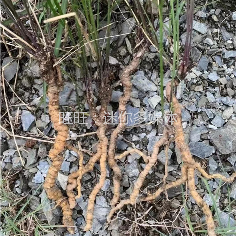 野生远志整条整根干货带芯河南太行山区新货非远志肉筒中药材250g - 图2