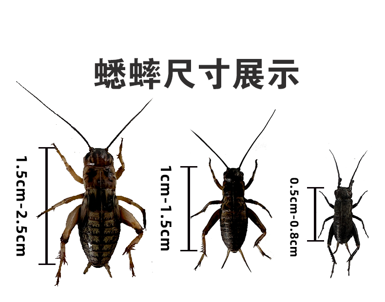 包邮活体黑蟋蟀油葫芦喂鸟高蛋白营养丰富蜥蜴守宫爬宠活体饲料虫-图0