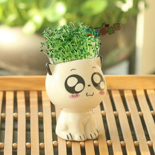 幼儿园儿童物种植小草小猫盆栽种子发芽草头娃娃种草头上长草娃娃 - 图2