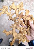 Sealwort Chinese herbal medicine dry goods for many years raw Sichuan wild tiger ginger chicken head tea bubble water bubble wine