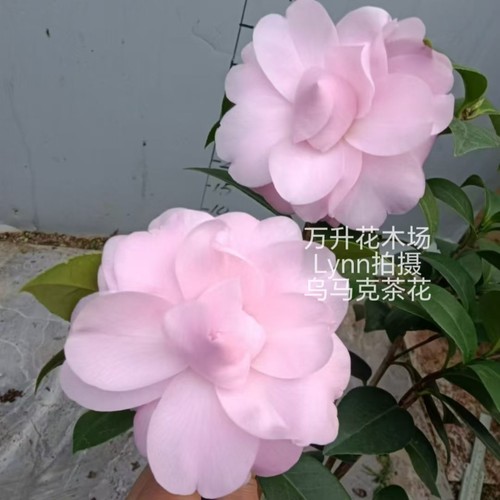 乌马克 云杂粉色茶花大花高档名贵山茶花美人艳 - 图0