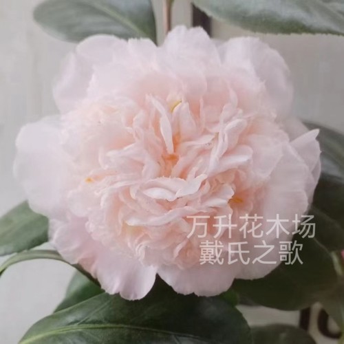 戴氏之歌 戴氏之歌茶花 稀有名贵品种 美国进口盆栽绿植花卉 - 图1