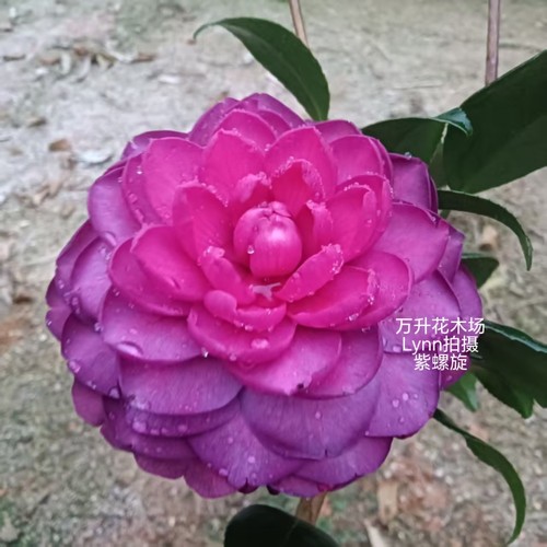 紫螺旋茶花，紫色系列茶花，高端新品种茶花 - 图0