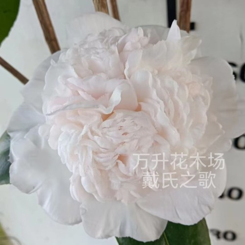 戴氏之歌 戴氏之歌茶花 稀有名贵品种 美国进口盆栽绿植花卉 - 图2