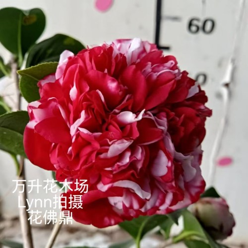 花佛鼎茶花 佛鼎茶 花鹤鼎 夺金 十大名花之一 - 图0