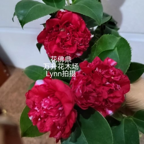 花佛鼎茶花 佛鼎茶 花鹤鼎 夺金 十大名花之一 - 图2
