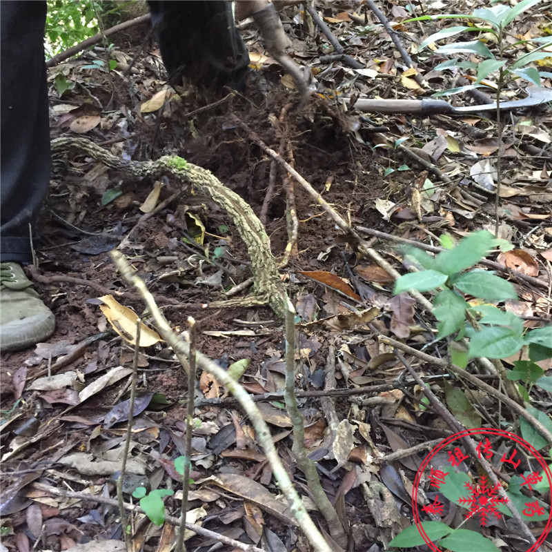 泰顺中草药野生碗进根土木香红木香紫金藤风沙藤五味子根干货500g - 图1