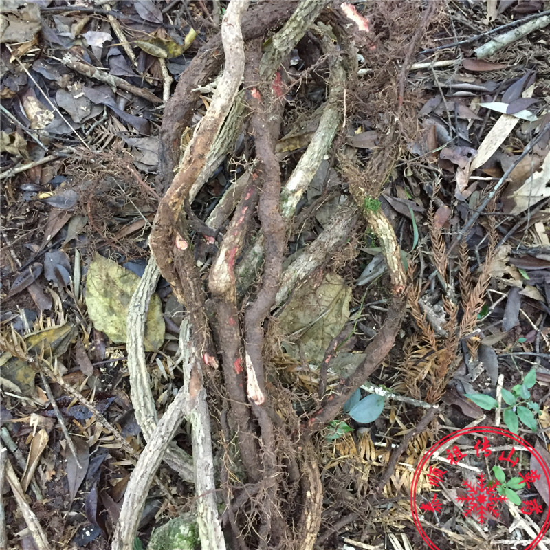 泰顺中草药野生碗进根土木香红木香紫金藤风沙藤五味子根干货500g - 图2