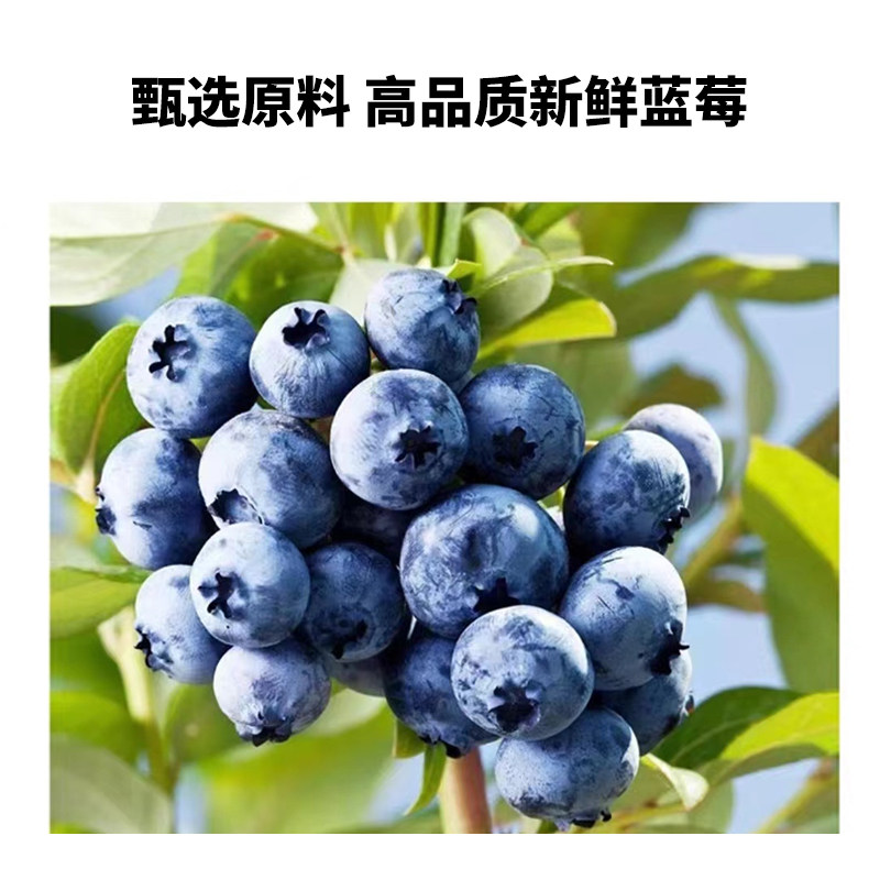 烘焙蛋糕夹心蓝莓果粒果肉果酱果馅整颗粒果粒馅60%果肉含量5kg桶,淘宝优惠券,粉丝福利购,淘宝优惠卷