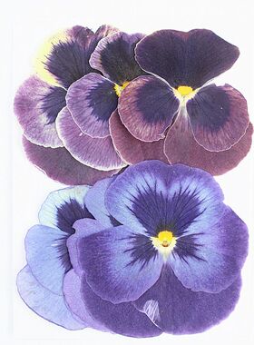 大尺寸三色堇角堇干花压花材料包
