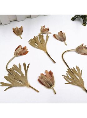 白头翁压花儿童手工画