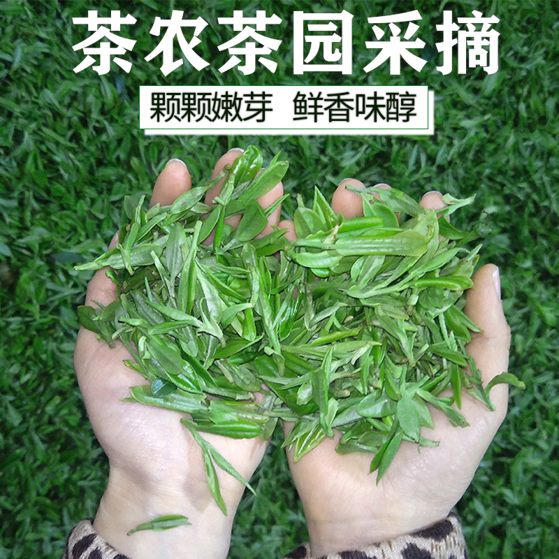 永嘉乌牛早茶2024新茶龙井茶明前袋装龙井春茶绿茶250g乌牛早 - 图0