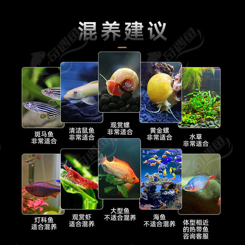 天使鱼观赏鱼纯天然鱼群小型鱼淡水鱼好养耐活喂食学生宝妈宠物 - 图1