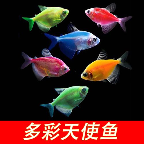 天使鱼观赏鱼纯天然鱼群小型鱼淡水鱼好养耐活喂食学生宝妈宠物 - 图0