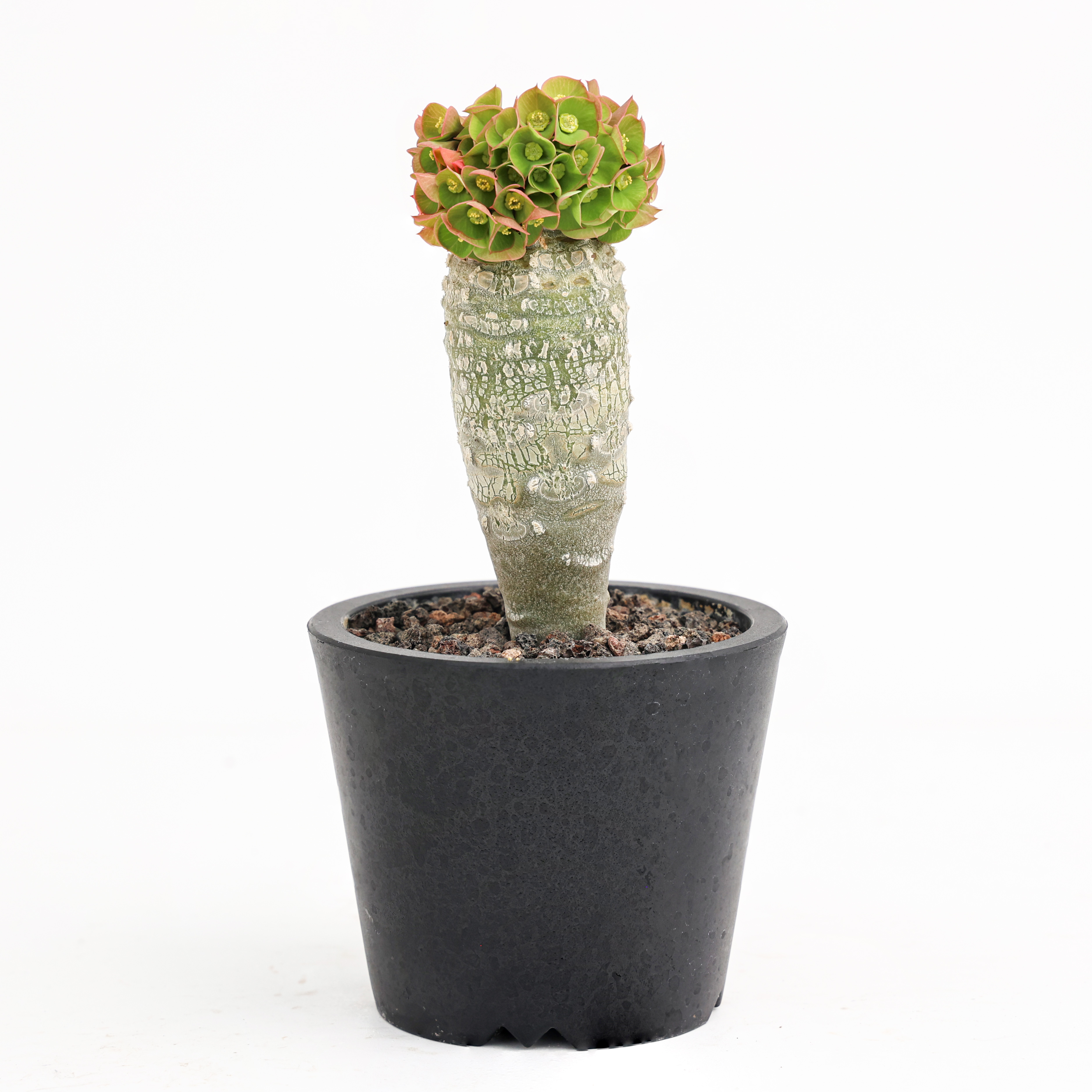 【朴原】安卡大戟大戟属Euphorbia ankarensis潮流块根绿植盆栽-图3