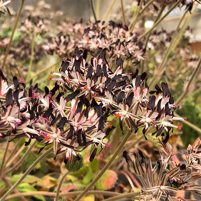 朴原甄选｜黑花洋葵 Pelargonium auritum-图2