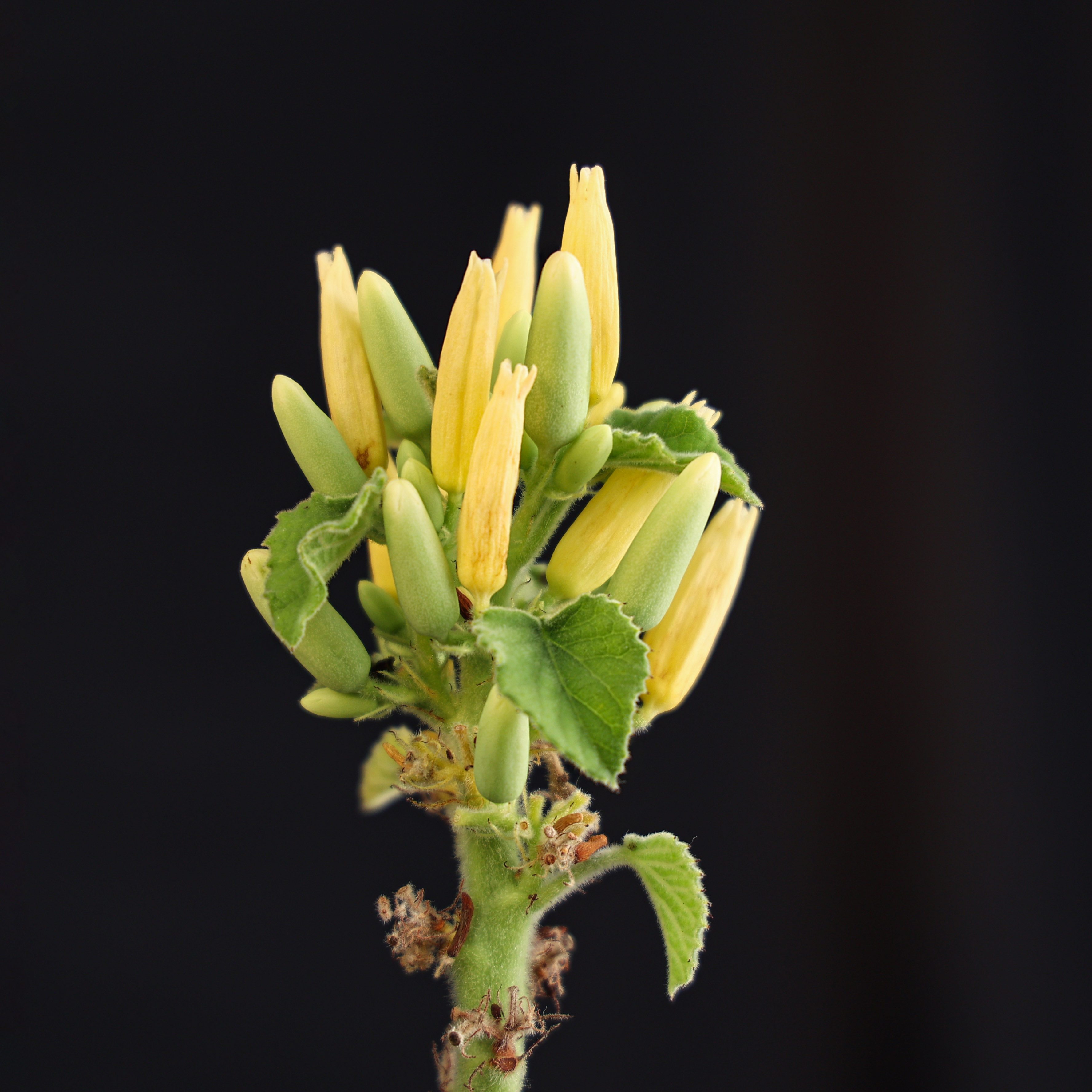 【朴原】圣果西番莲 adenia keramanthus 潮流块根多肉盆栽植物 - 图2