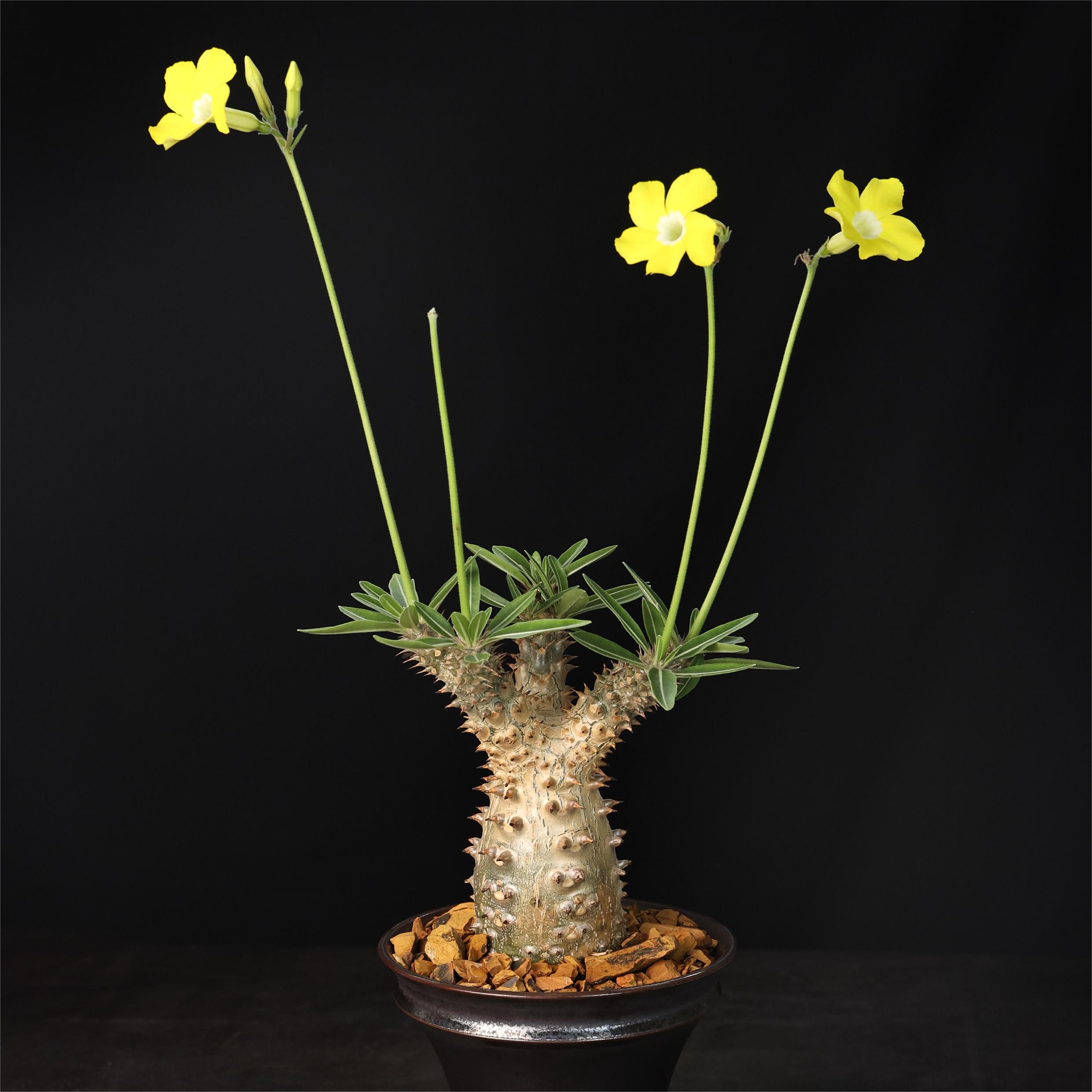 【朴原】魔界玉棒槌树属 Pachypodium rosulatum subs.makayense-图0