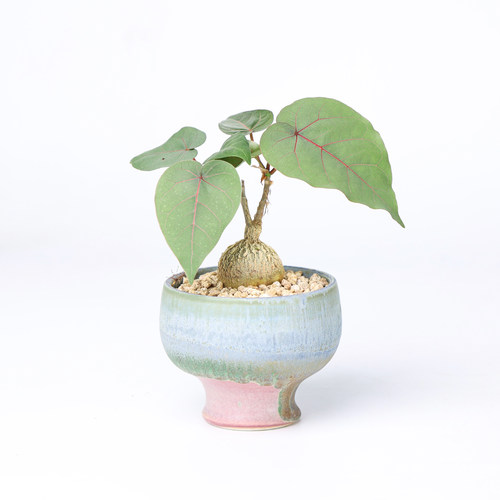 【朴原】红脉榕 Ficus petiolaris 桌面素雅潮流块根好养多肉绿植 - 图3