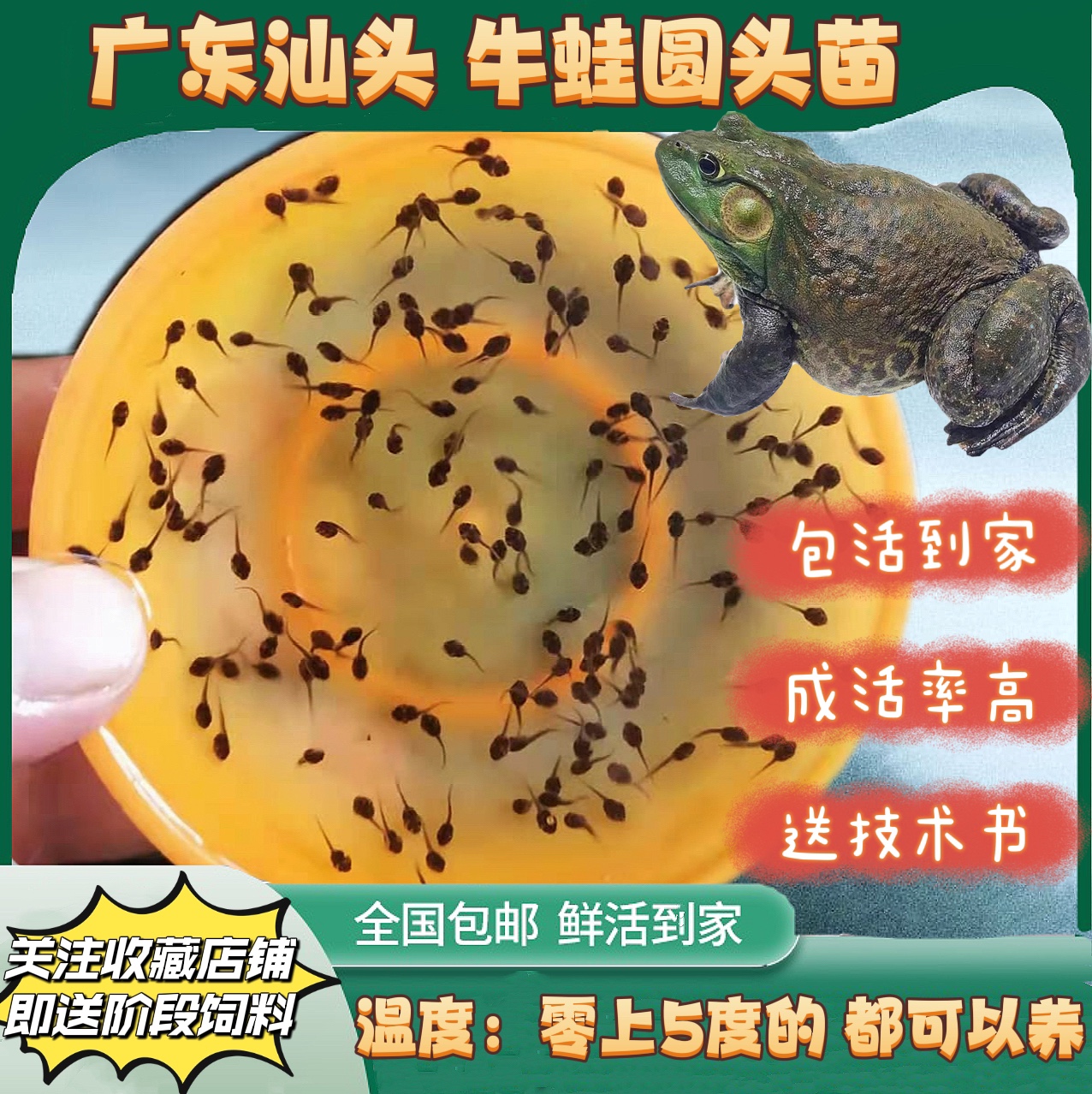 小蝌蚪活体青蛙蝌蚪牛蛙蝌蚪苗 送饲料包活儿童养殖观察水族宠物 - 图2