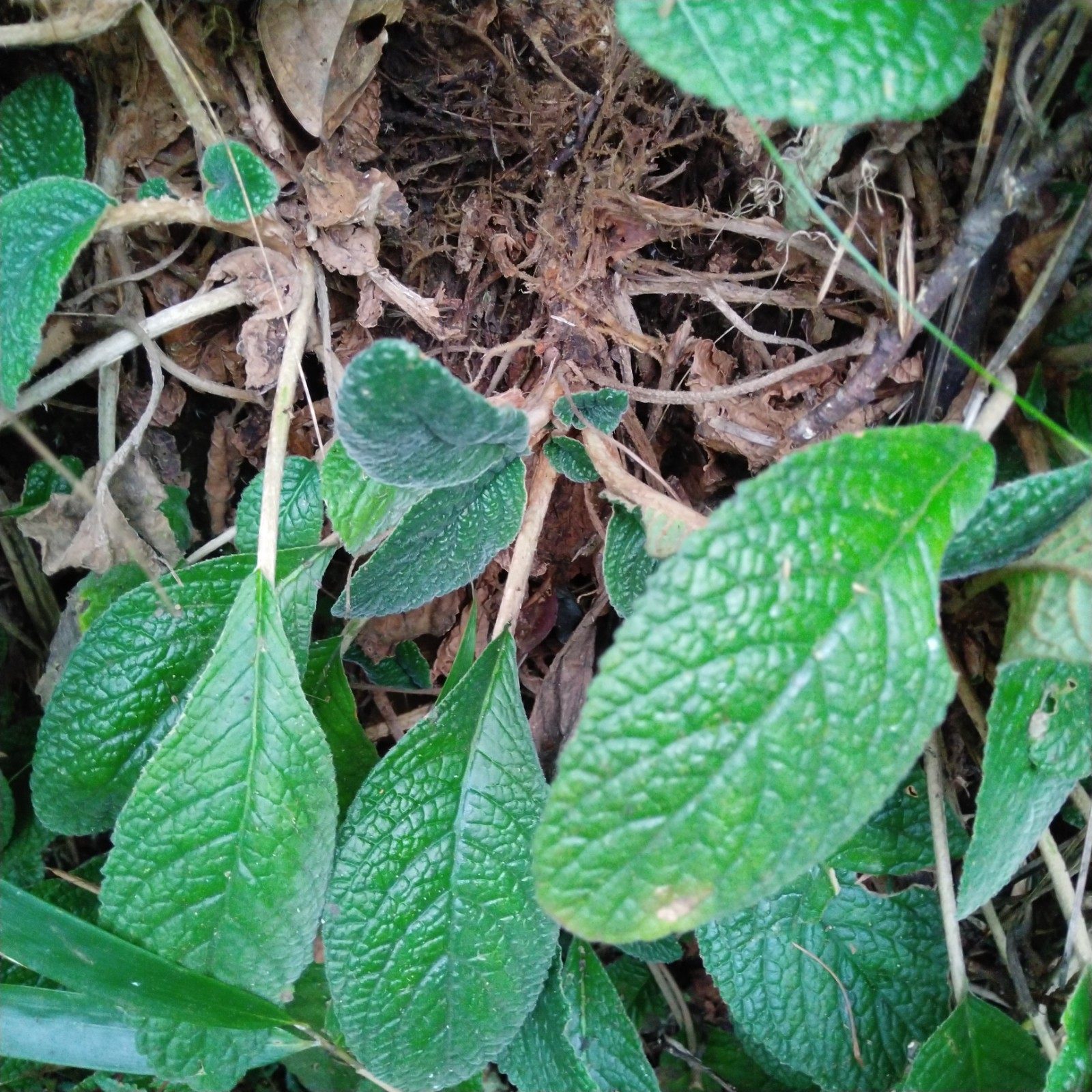 新鲜大花石上莲带根全草 别称毛芥菜山里现采鲜发青草药500g包邮