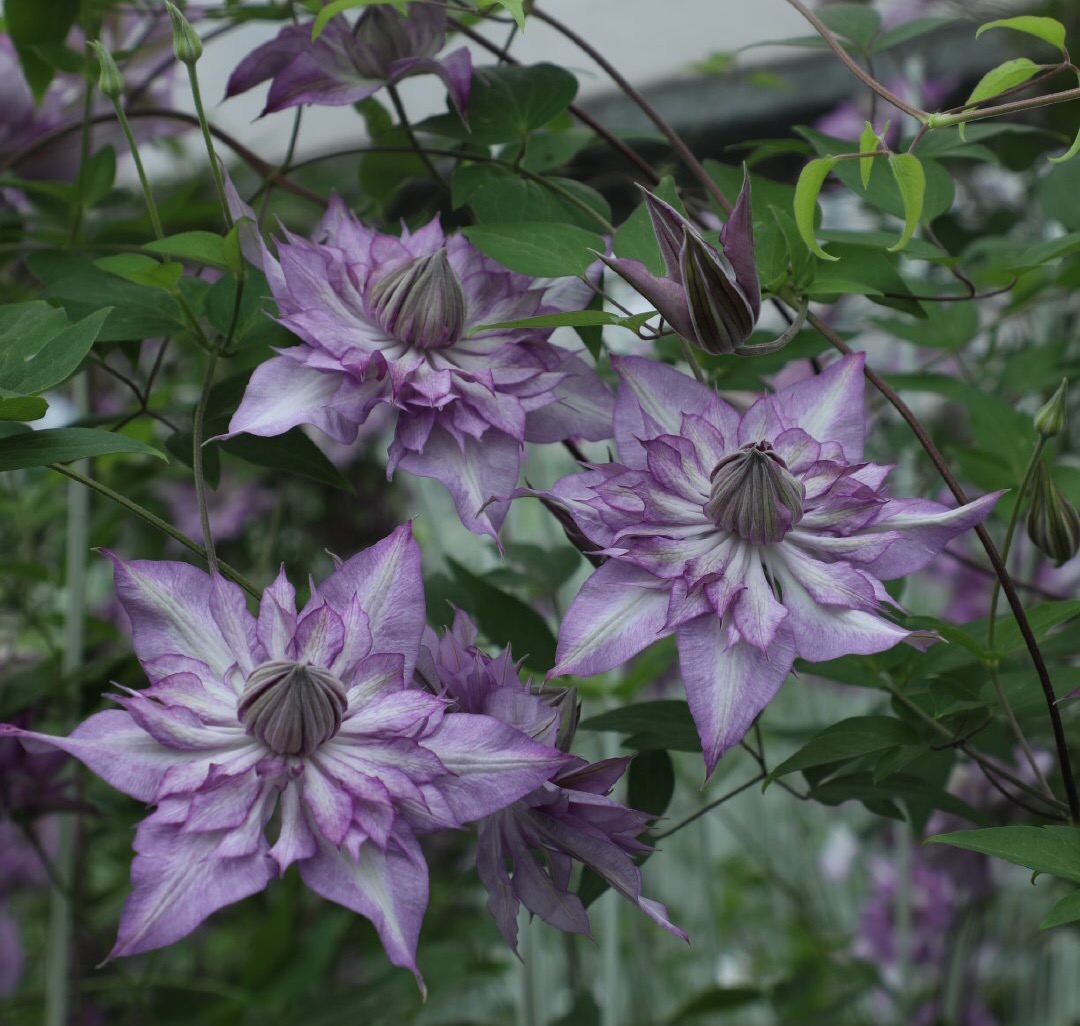 二师兄的彩花涧铁线莲F系P9盆栽苗四季庭院花园爬藤花卉杭州基地 - 图1